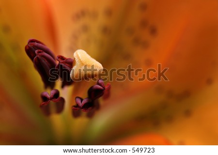asiatic lily, abstract macro from the top with focus on the stamen. limited depth of field.