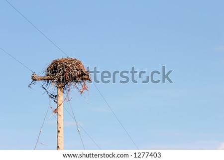 nest on utility pole against blue sky