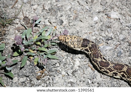 bull snake in natural environment. mammoth hot springs, yellowstone national park. reptile also referred to as a gopher snake or pine snake.