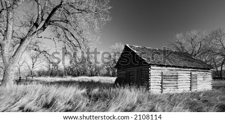 Old wooden shack amidst the large bare trees. Aspect ratio 2:1, converted to black and white with added grain