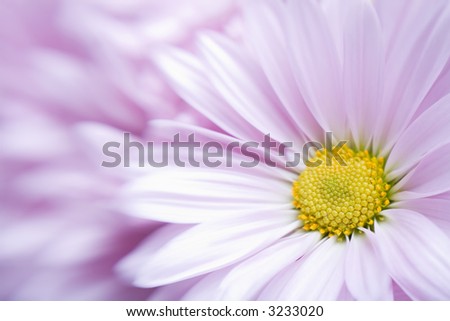 flower background, lavender daisy shot with a lensbaby, optical blur with focus on flower center