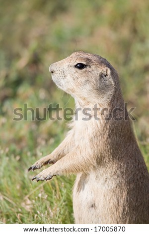 prairie dog standing vigilant on hind legs