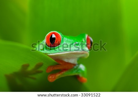 frog in a plant - red-eyed tree frog Agalychnis callidryas