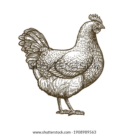 Chicken hand drawn. Hen standing side view. Farm animal sketch illustration
