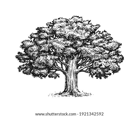 Oak tree with leaves isolated on white background. Vintage sketch vector illustration