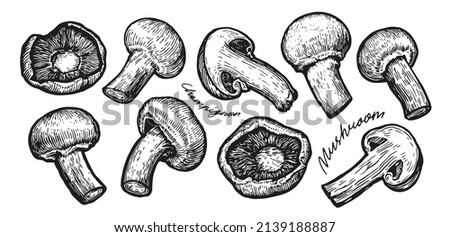 Mushrooms champignon in sketch style. Vegetable vector drawing, outline illustration of farm food