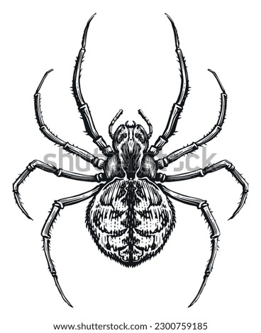Spider sketch. Animal insect in vintage engraving style. Vector illustration