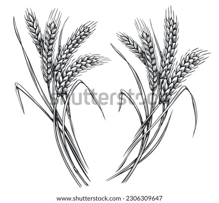 Wheat ears, spikelets sketch. Hand drawn rye in vintage engraving style. Farm organic food concept. Vector illustration