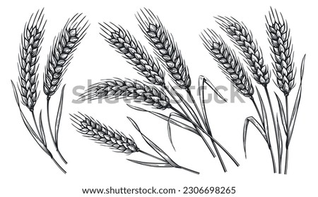 Grains plants and cereal, rye barley and wheat ear spikes. Bakery food concept. Hand drawn sketch vector illustration