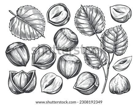 Hand drawn nuts set. Hazelnuts sketch. Peeled kernels and in shell. Engraving style vector illustration