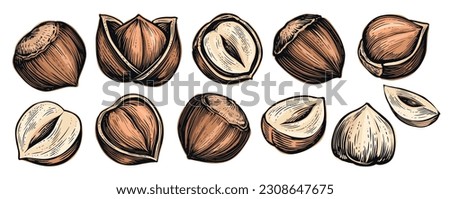 Set of hazelnuts isolated on white background. Whole nut in broken shell. Vector illustration
