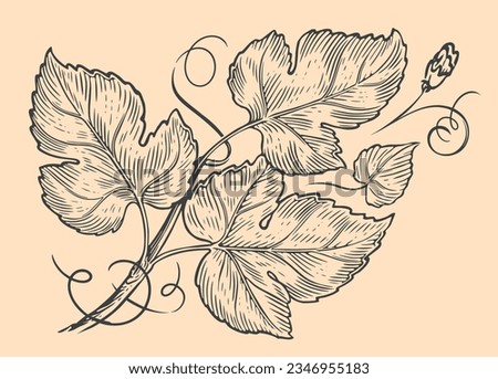 Grapevine engraving vintage style. Twig of a creeping plant with leaves and tendrils. Vine sketch vector illustration