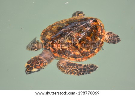 Thailand Sea Turtle in the farm before releasing to the sea