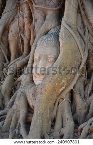 AYUTTHAYA, THAILANDi - 29 December, 2014 : Head of Sandstone Buddha in the tree roots at Wat Mahathat, This is an amazing attraction in Ayutthaya and became the world heritage by UNESCO