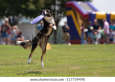 CONYERS, GA - AUGUST 25:  A dog lands on grass after jumping to catch frisbee in mouth in a competition at the Big Haynes Creek Wildlife Festival on August 25, 2012 in Conyers, GA.