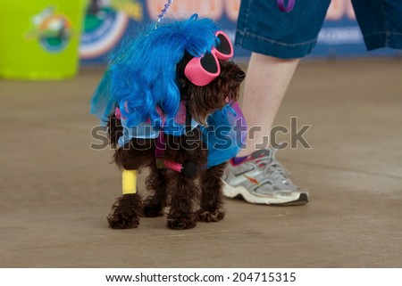MCDONOUGH, GA - MAY 10:  A dog is dressed in a Lady Gaga costume at the annual Dog Days of McDonough festival on May 10, 2014 in McDonough, GA.