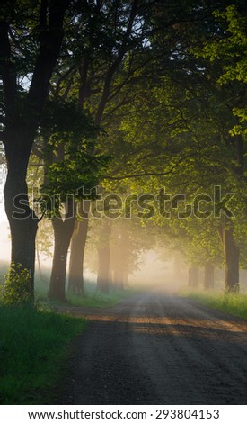 Country road running through tree alley in the morning fog, Pomerania, Poland