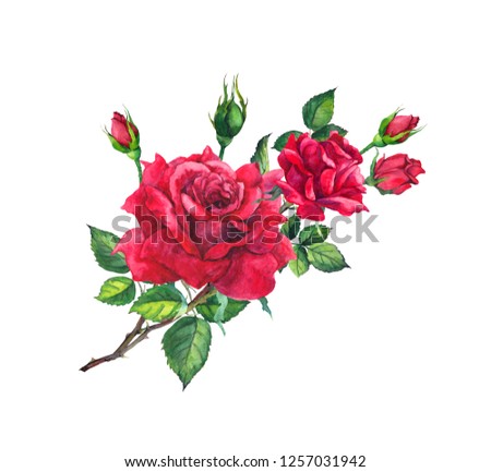 Red rose branch with buds and leaves. Watercolor art
