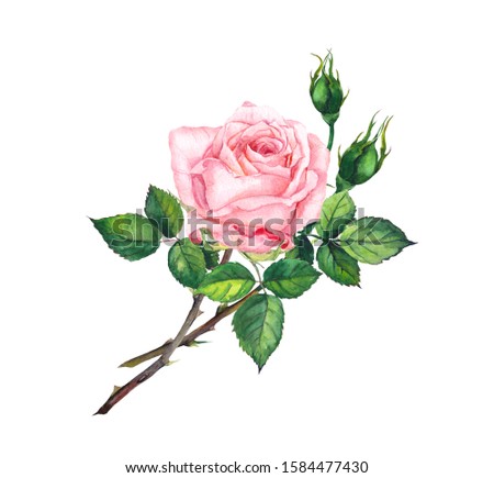 Pink rose with buds, leaves. Watercolor art, botanical illustration