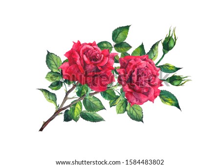 Red rose branch with two flowers, buds, leaves. Watercolor for Valentine day, wedding card, Mothers day design