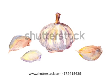 Watercolor painting - garlic bulb
