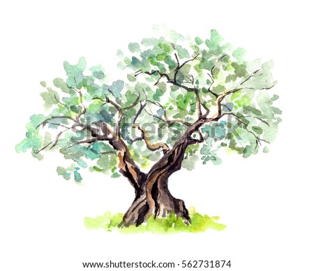 Olive tree discount coupon