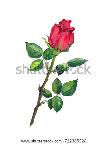 Red rose bud with leaves - one flower at stem. Watercolor