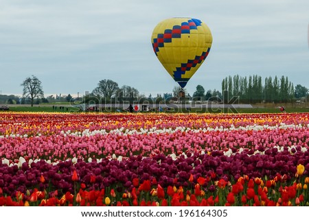 WOODBURN, OR - CIRCA APRIL 2014. Annual  Wooden Shoe Tulip festival. Vista Balloon over Tulip field