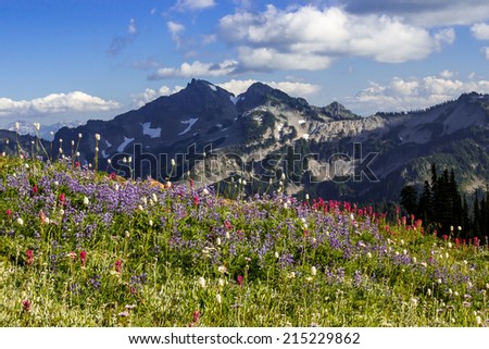 Mountains and Wild Flowers Meadow