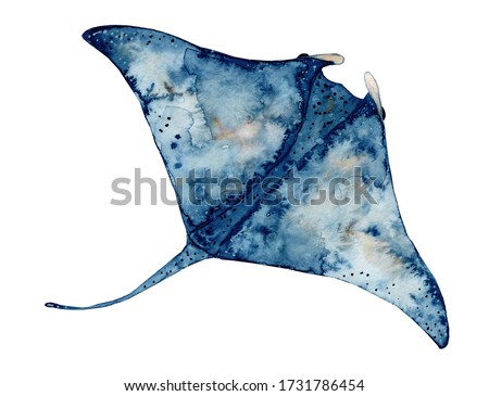 Watercolor hand drawn illustration of ray fish in blue color isolated on white background, marine life