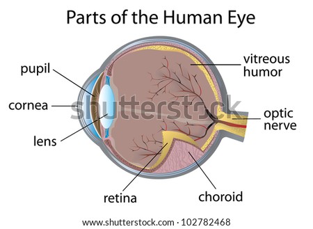 Illustration Of Parts Of The Human Eye - Eps Vector Format Also ...