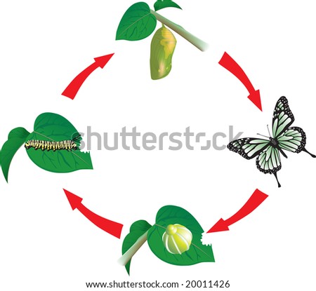 Butterfly Life Cycle Stock Photo 20011426 : Shutterstock