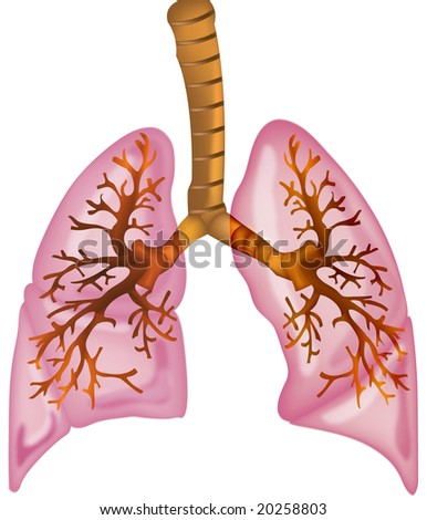 Human Lungs High Detailed Illustration - 20258803 : Shutterstock