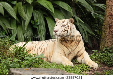 a white tiger keeping a watchful eye