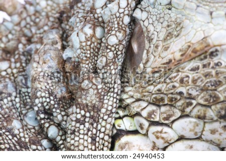a close up shot of the scales of the iguana