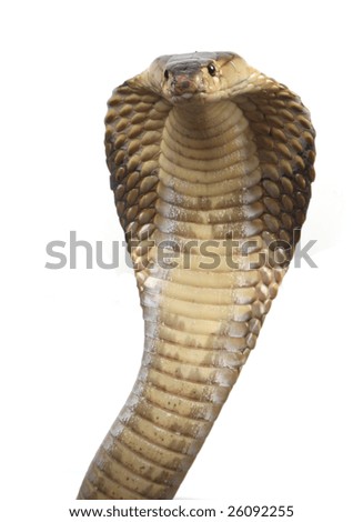 A Hooded Cobra In Strike Position Stock Photo 26092255 : Shutterstock