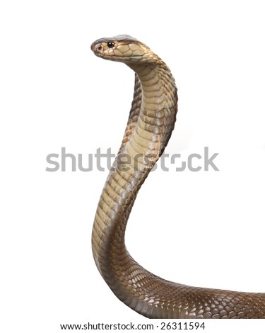 A Hooded Cobra In Strike Position Stock Photo 26311594 : Shutterstock