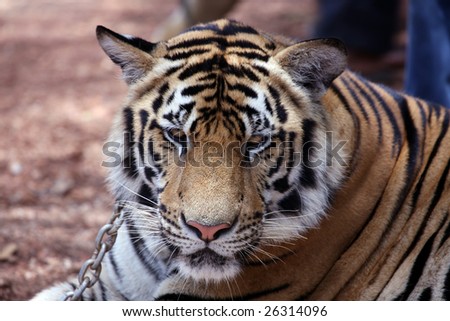a close up photo of a tigers face