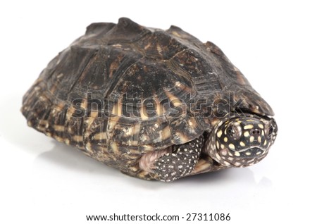 A Turtle Coming Out Of Its Shell Stock Photo 27311086 : Shutterstock