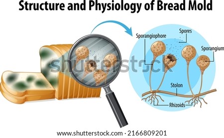 structure and physiology of bread mold illustration