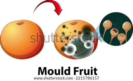 Inedible decomposed apple with mould illustration