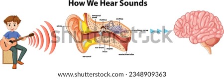 Learn how sound travels through the ear and reaches the brain in this educational infographic