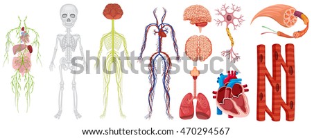 Different Systems In Human Body Illustration - 470294567 : Shutterstock