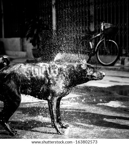 Monochrome flat coated retriever shaking off water after a swim