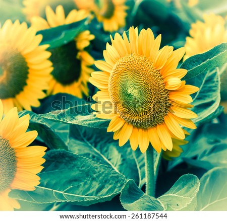 flower of sunflower. Sunflower