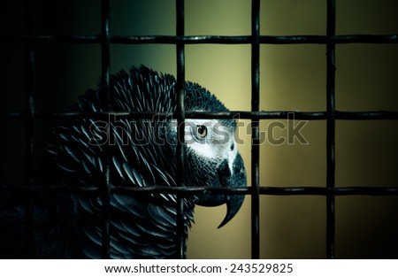 Jaco parrot in a cage. Toned.
