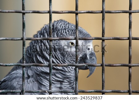 Jaco parrot in a cage.