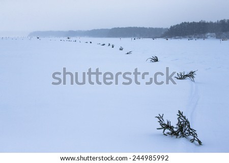 Spruce branches in the snow-covered field.