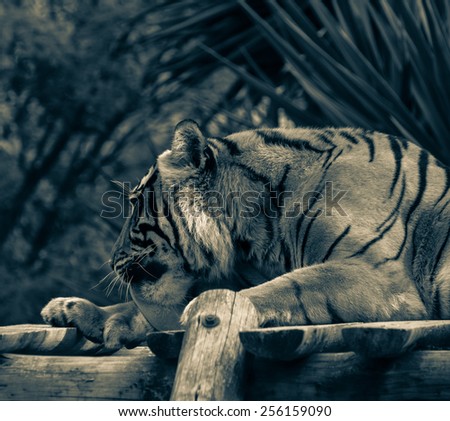 Adult tiger lying on wooden boards and licking his paw. Toned.