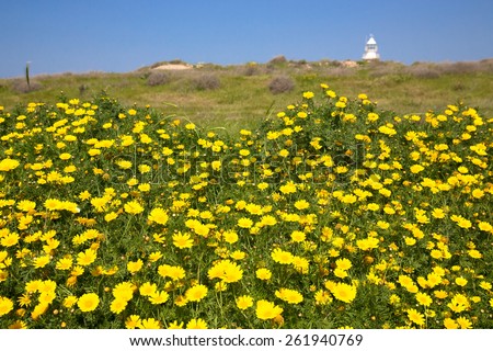 Meadow of yellow flowers among the green grass. Lighthouse in the background and blue sky.